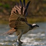 10SB8576 Osprey Catching Fish